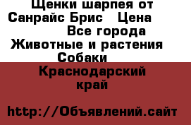 Щенки шарпея от Санрайс Брис › Цена ­ 30 000 - Все города Животные и растения » Собаки   . Краснодарский край